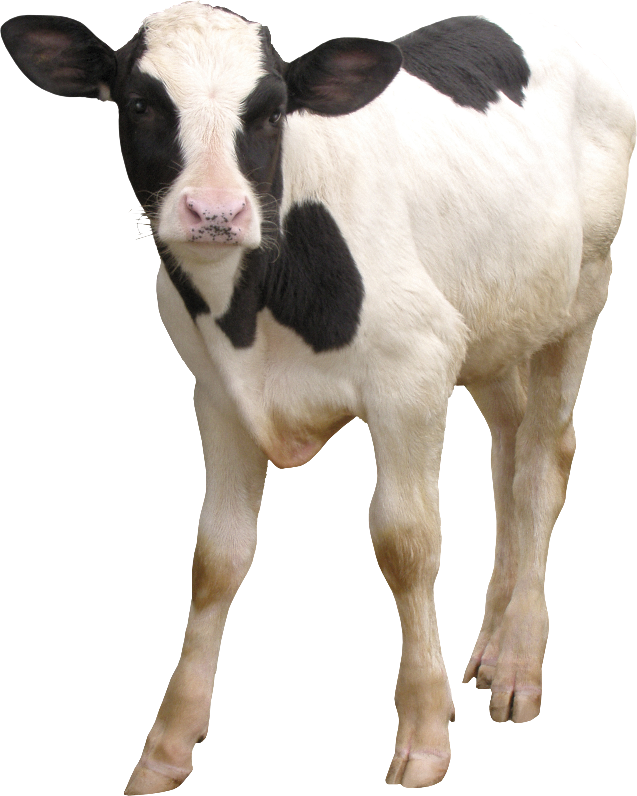 Black and white calf on transparent background